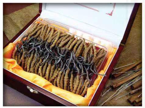 青松路街道冬虫夏草回收